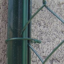 image TIGE TENSION VERT